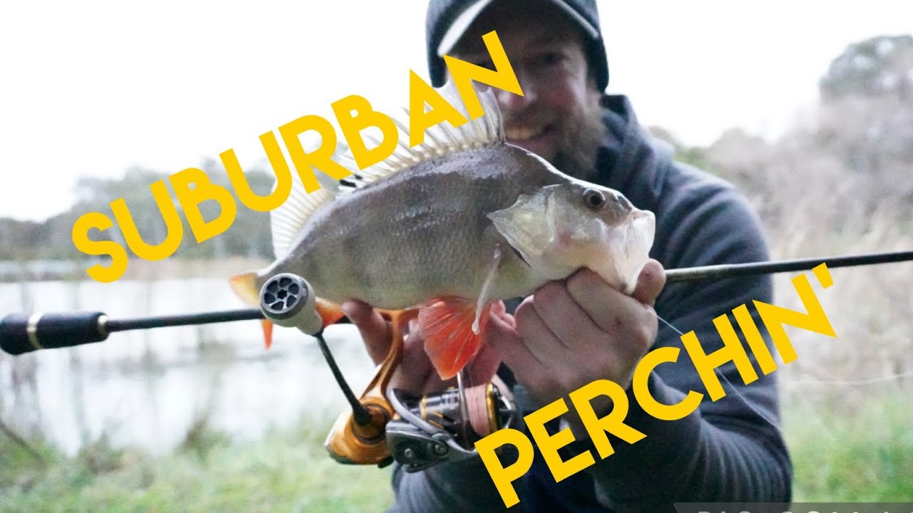 Sub Perch Suburban Perch Fishing - YouTube