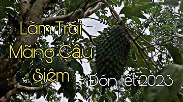 Làm trái MÃNG CẦU XIÊM bán chưng tết 2023