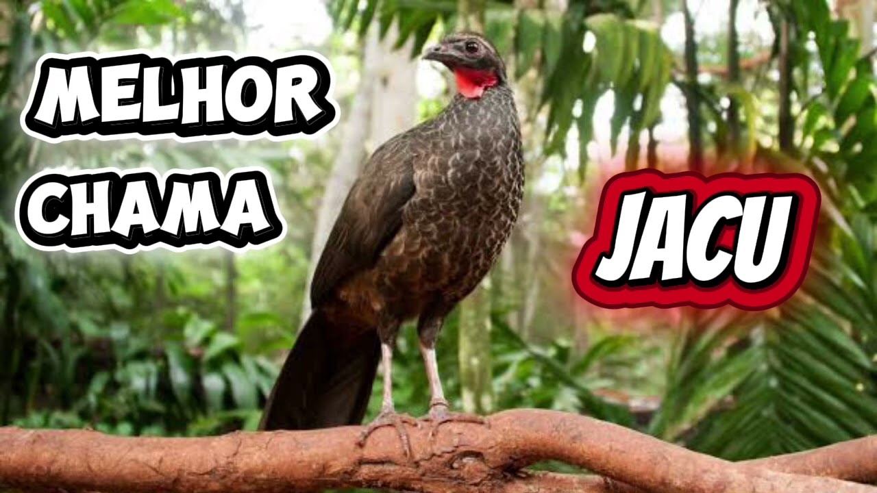 MELHOR CANTO DE JACU PEMBA PARA ATRAIR - CANTO DE CHAMAR JACU 