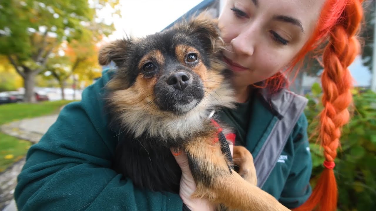 Fanny experiences life after dog meat farm rescue!