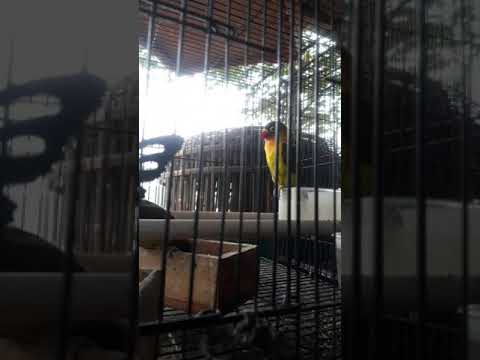 Burung lovebird 