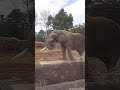 バリバリ竹を食べる😊Elephant to eat bamboo 🐘