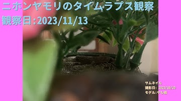 【For Work】 RPi-Cam-Web-Interfaceを使ったテスト（Timelapse） 2023年11月13日