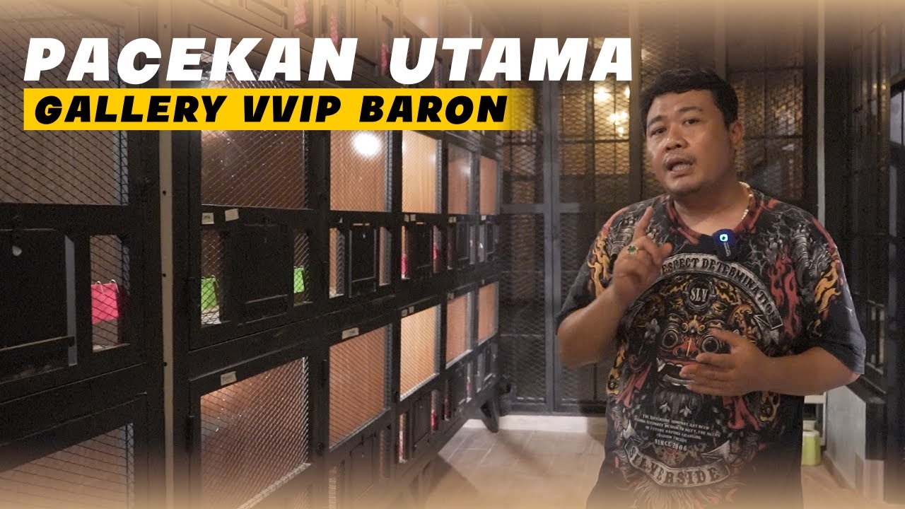 PACEKAN UTAMA GALLERY VVIP BARON | TEMPAT SAYA BERKREASI 🔥