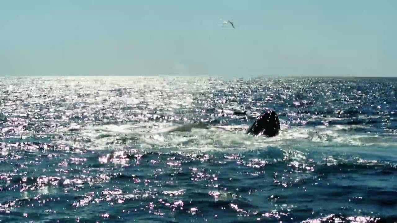 Humpback whales bubble net feeding - Baltimore Sea Safari