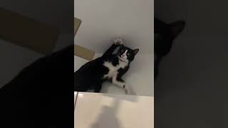 Când Pisica Ta E Posedată