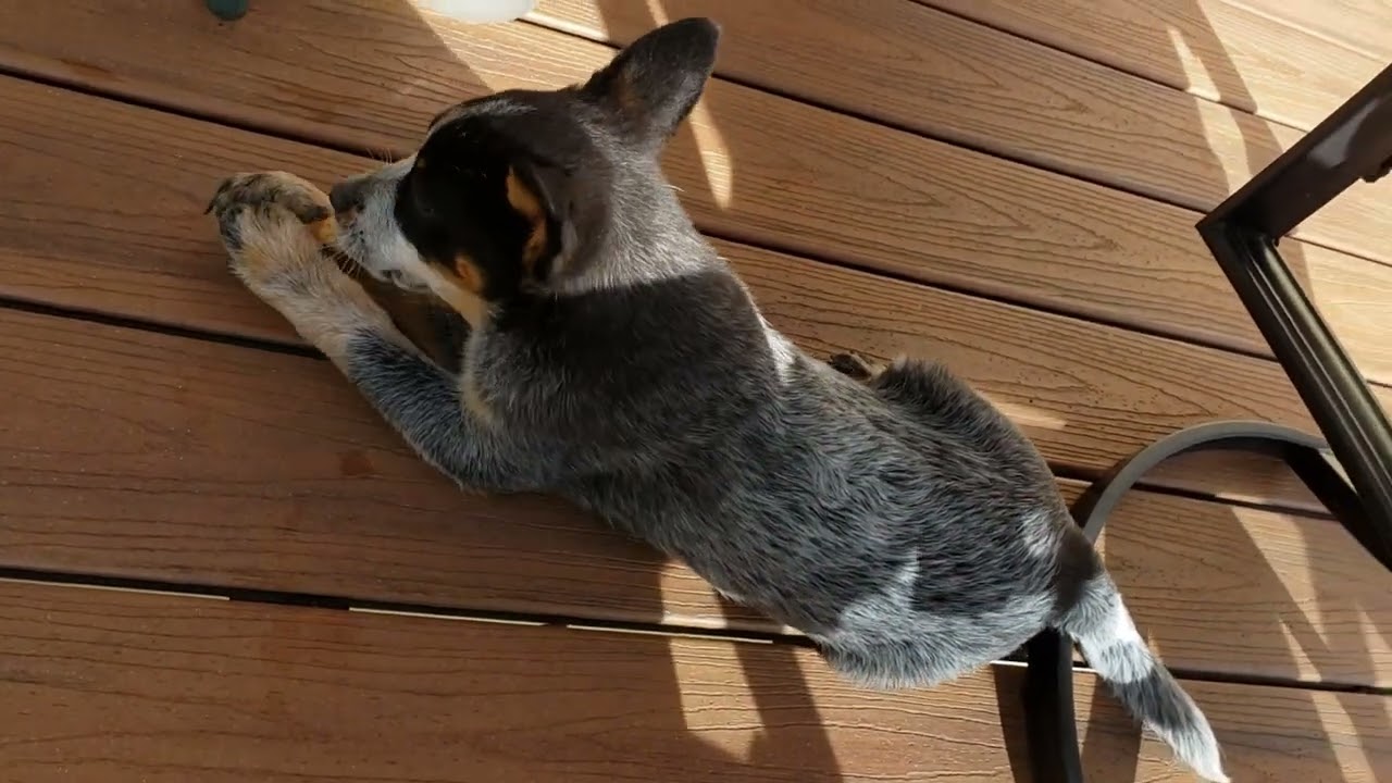 Bluey young and friendly 