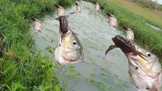 Unbelievable Fish Activities. Underground Monster Fish Vomiting Crabs. Big Fish Vs Crab.