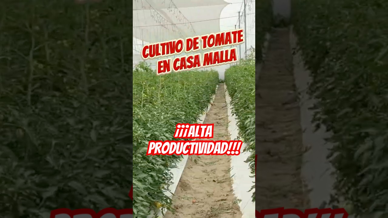 TOMATES EN CASA MALLA, alta productividad en solo media hectárea #agroexportación #agricultura
