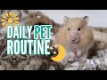 My DAILY Pet Routine 2019