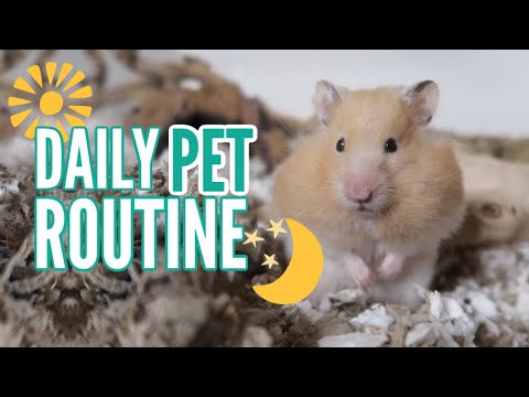 my-daily-pet-routine-2019
