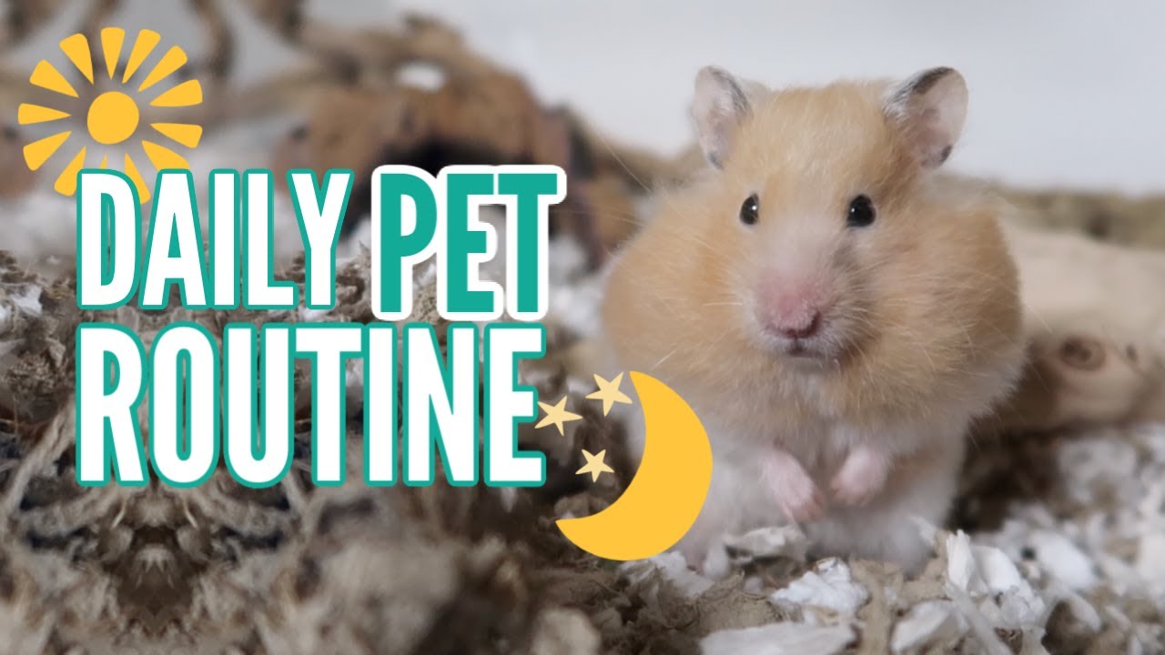 My DAILY Pet Routine 2019 - YouTube