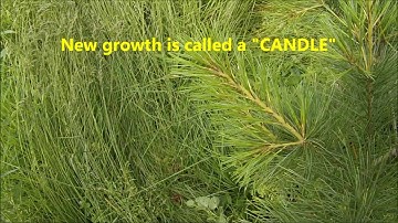 HOW TO: Trim a Pine tree