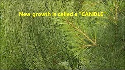 HOW TO: Trim a Pine tree