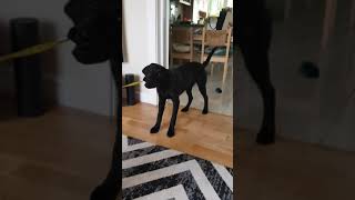 Labrador puppy helps measure the room...