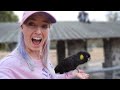 I Got to Play With a BLACK COCKATOO!!!