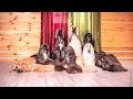 [speed] How to make a photo of 8 afghan hounds