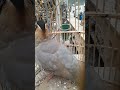 Beautiful bird in the cage