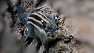 Amazing Little Cute Squirrel | Looks at me