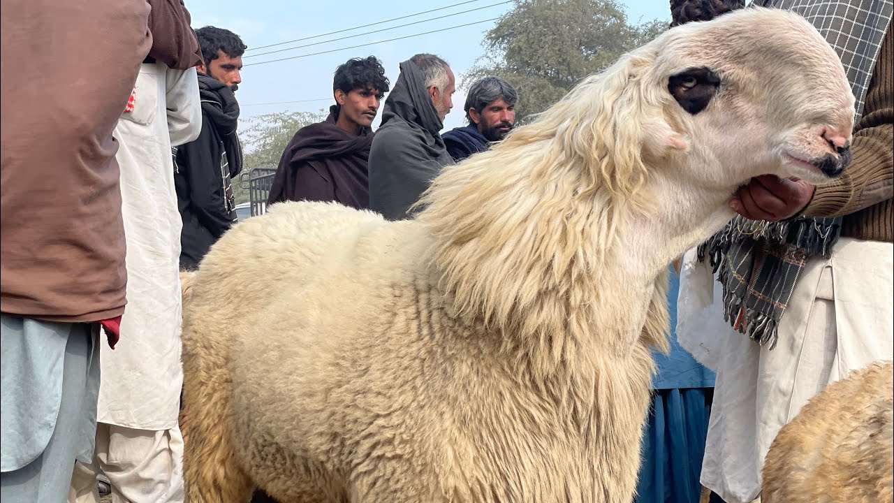 13 January 2026 | Pull qambar goat market update today | Bakra mandi update | inayat Mundra farm