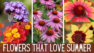 5 Flowers To Beat The Heat with Summer Color  Part 1  | Sun Loving Flowers || Heat Tolerant Plants