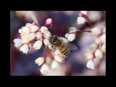 سورة النحل بصوت الشيخ عبد الباسط عبد الصمد مجود