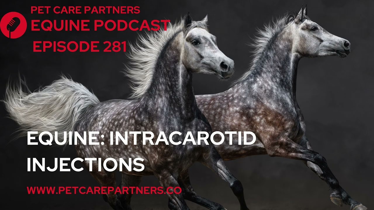 EP 281: Intracarotid Injections in Horses | Risks, Complications & Prevention | Pet Care Partners