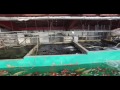 Buying koi in japan  marusei koi farm