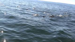 American Princess Cruises Dolphin Whale Watching