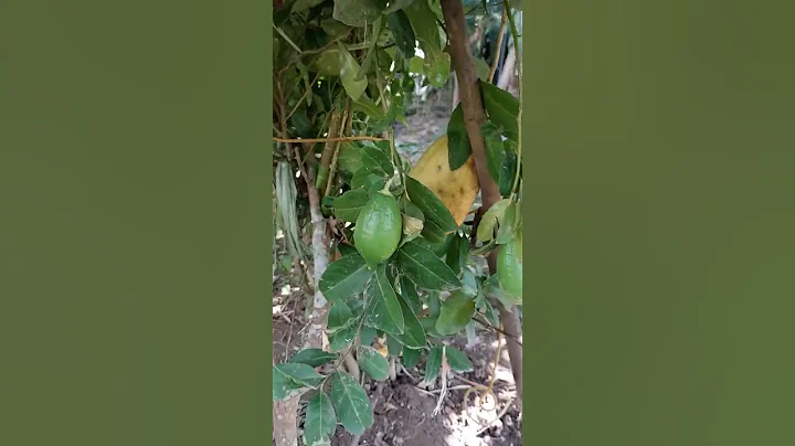 Lemon in the , so big... #shorts#viral#tr...