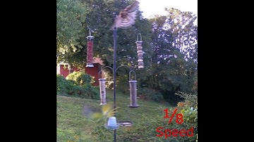 Ring necked parakeet dives to evade the Sparrowhawk