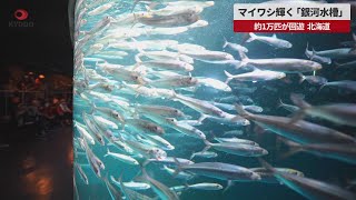 【速報】マイワシ輝く「銀河水槽」 約1万匹が回遊、北海道