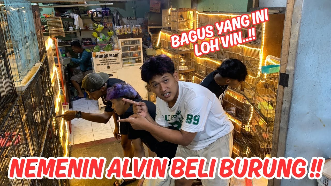 NGIKUTIN ALVIN BELI BURUNG YANG DIA SUKA ‼️