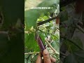 Today's harvesting mini vlog 🌻🌿 #relaxing #harvestingvlog #dailyvlog #nature #oragnic