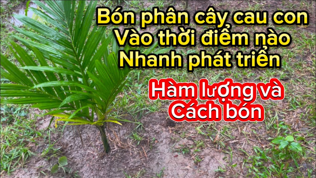 Chọn Thời Điểm Bón Phân Cho Cây Cau Con Phát Triển Hiệu Quả #dinhnhanvlog