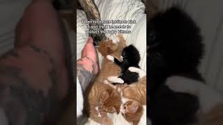 Mastiff Gently Sniffs and Licks Kittens - 1498059
