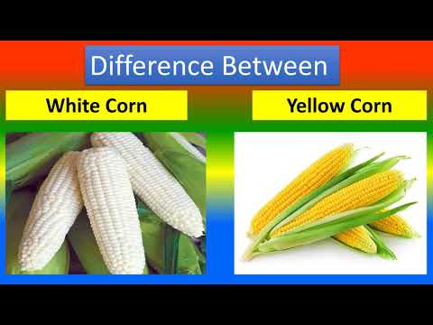 Difference between White Corn and Yellow