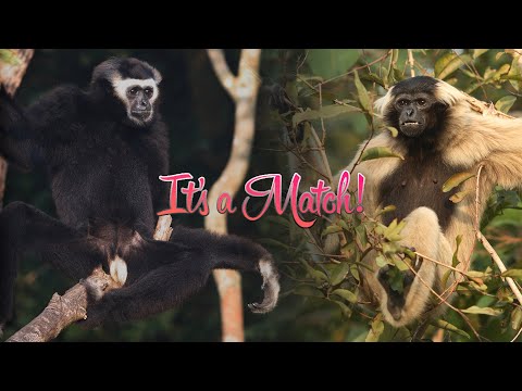 A Gibbon love story: Nangali-soka and Karuna