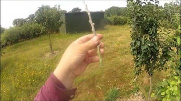 Chip budding an apple tree July 2013