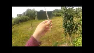 Chip budding an apple tree July 2013
I chip bud an apple tree, variety May Queen, on to MM106 root stock. I used an inappropriately large knife as that was all I had on me. Chip budding is done a little after midsummer, if the bud takes, you cut away the stock just above it in spring and it should grow away. Chip budding an apple tree July 2013