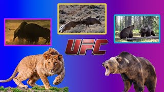 WILD Animal UFC | UFC в дикой природе
