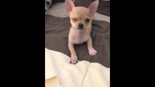 Chihuahua singing