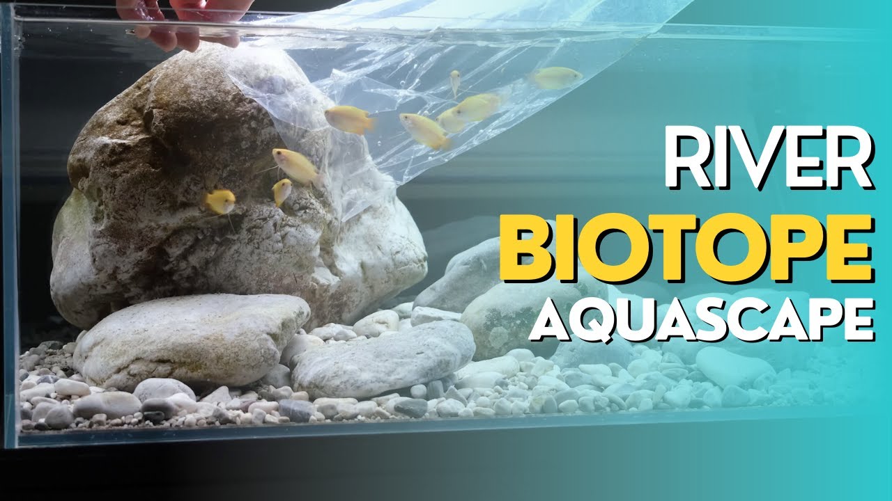 Biotope Aquarium Setup River Aquascape YouTube