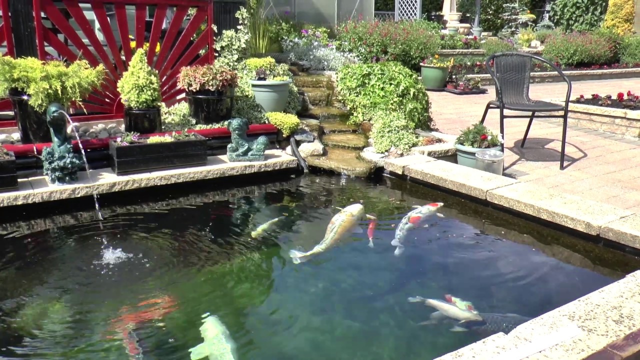 Dave`s Koi Pond YouTube