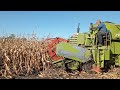 Косим кукурузу мини комбайном  CLAAS 2021