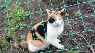 Захист Саду Від Зайців.