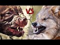 핏불테리어 vs 늑대 드디어 만났다 러시아에서 벌어진 실제상황  같은 우리에 갇힌 투견 어떻게 될까????