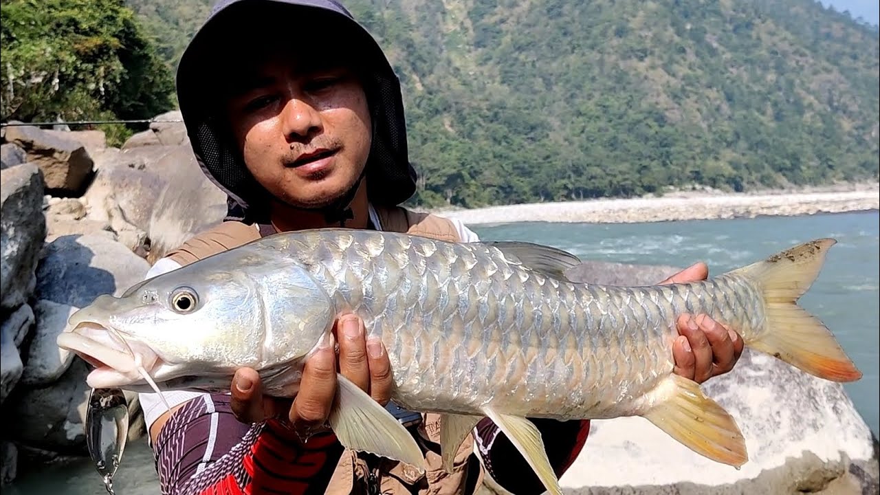 #goldenmahseer #fishing #pancheshwar #uttarakhand #india #saryuriver #catchandrelease #savemahseer 🎣