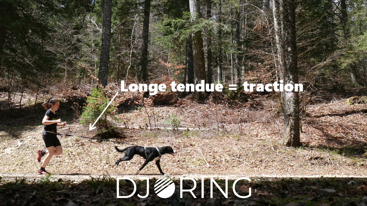 Canicross, Jogging & marche pour chiens