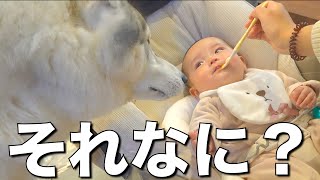 ミルクしか飲まない赤ちゃんが「何かを食べている」と気付いた愛犬の反応www